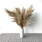 Dried Pampas Grass