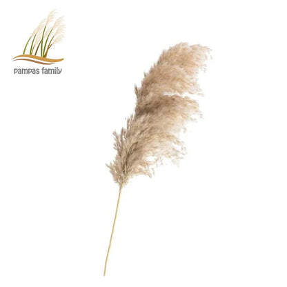 Dried Pampas Grass