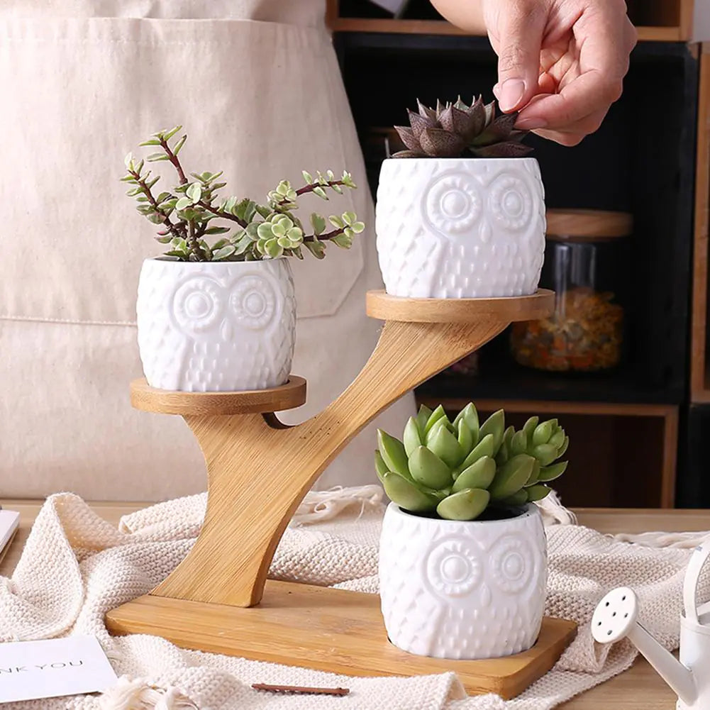 Succulent Pots & Bamboo Stand