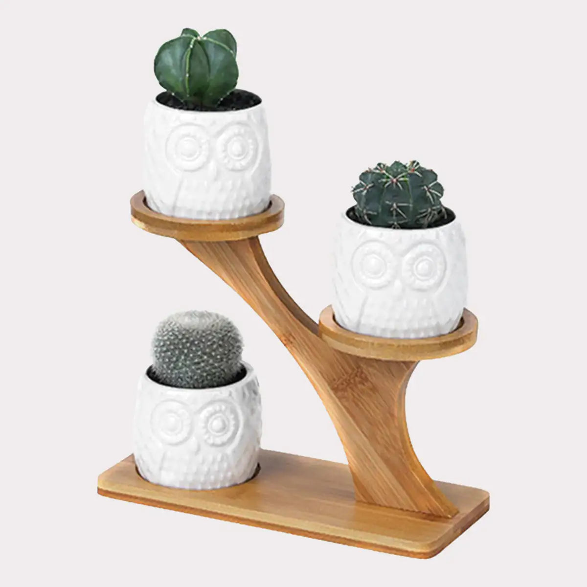 Succulent Pots & Bamboo Stand