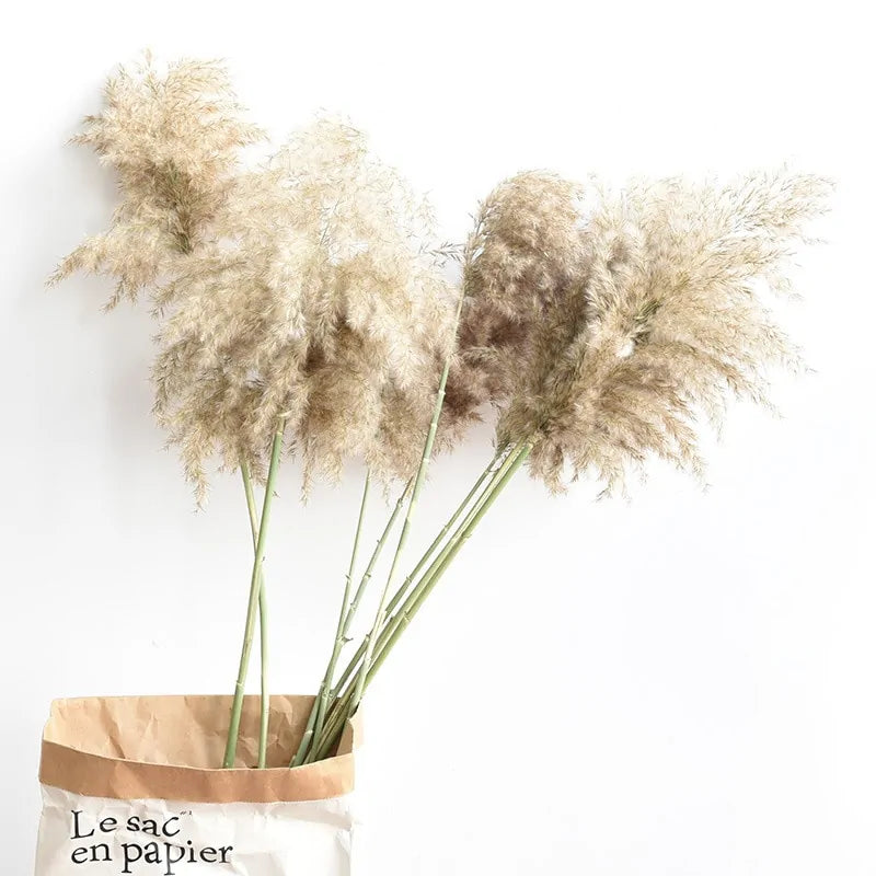 Dried Pampas Grass