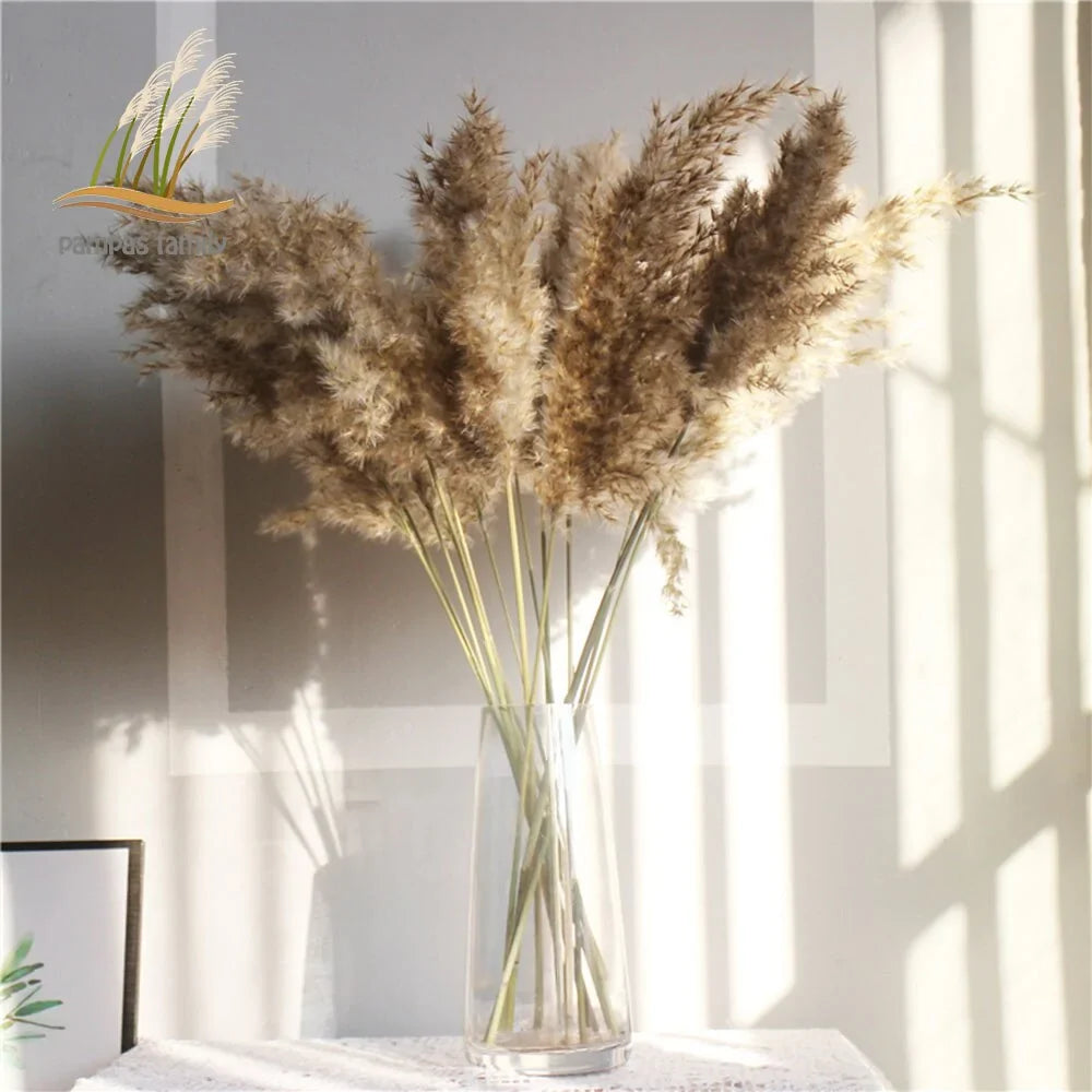 Dried Pampas Grass